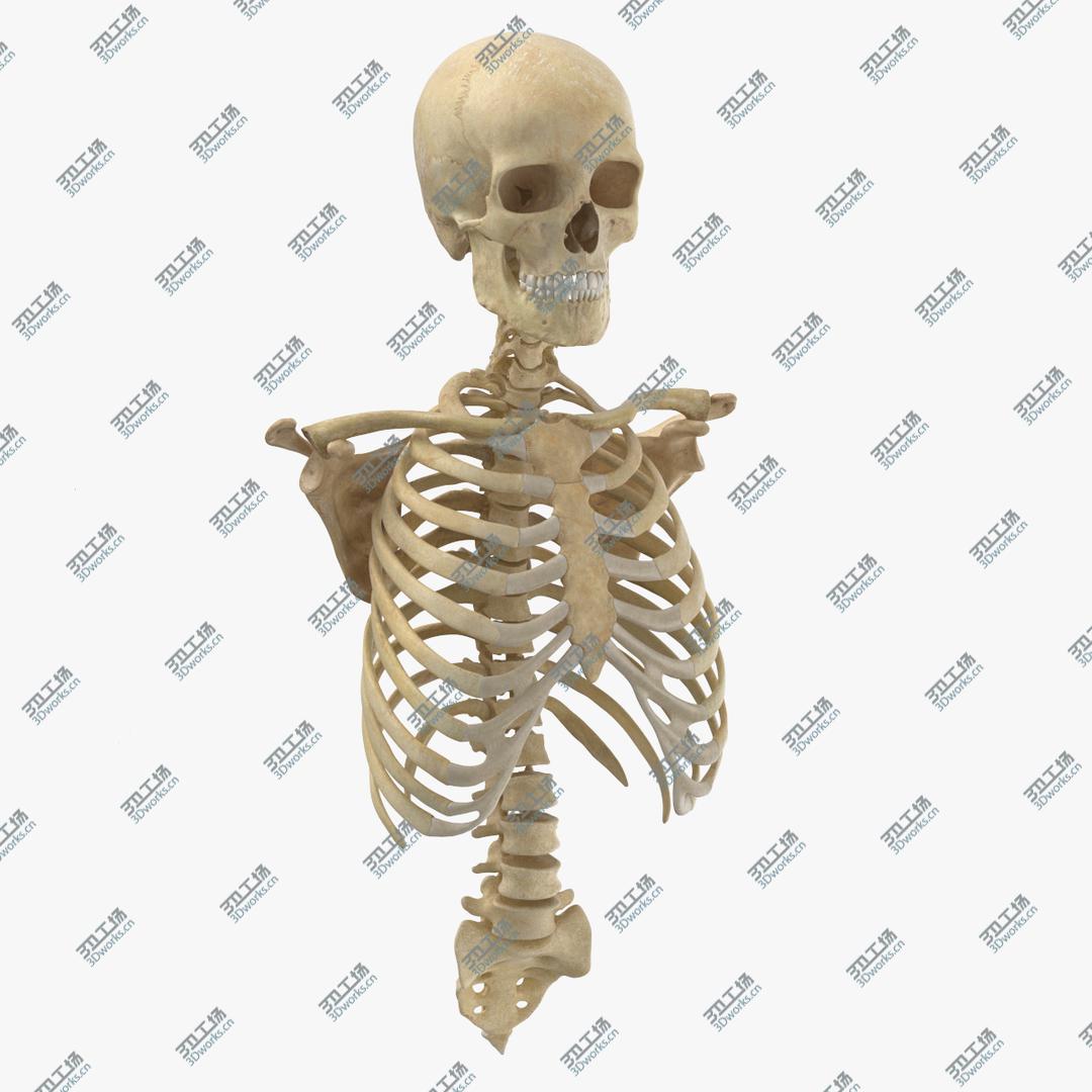 images/goods_img/202104021/3D Real Human Rib Cage Spine Male Skull Calvicle and Scapula Bones Anatomy With Intervertibral Disks 01(1)/1.jpg